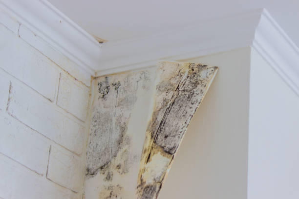 Best Water damage restoration experts  in Long Beach, MD